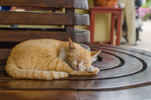 「猫派か犬派か」という話題は、日本では年代、性別の違いを問わず盛り上がるものではないだろうか。犬にも猫にもそれぞれ違った魅力があり、どちらも好きだという人は非常に多いが、近年は猫の飼育数が伸びていて、犬の飼育数より猫の方が多くなったと言われている。(イメージ写真提供:123RF)