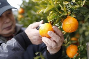 中国では様々な分野で「日本に学べ」という声が聞かれるが、これには農業分野も含まれるようだ。中国メディアはこのほど、「敬服せざるを得ない日本の農業とはどのようなものか」と題する記事を掲載した。(イメージ写真提供:123RF)