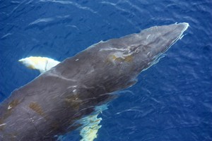 捕鯨に固執する日本人と違って 何でも食べる中国人が クジラは食べない理由 中国 ニュースピックアップ フレッシュアイニュース